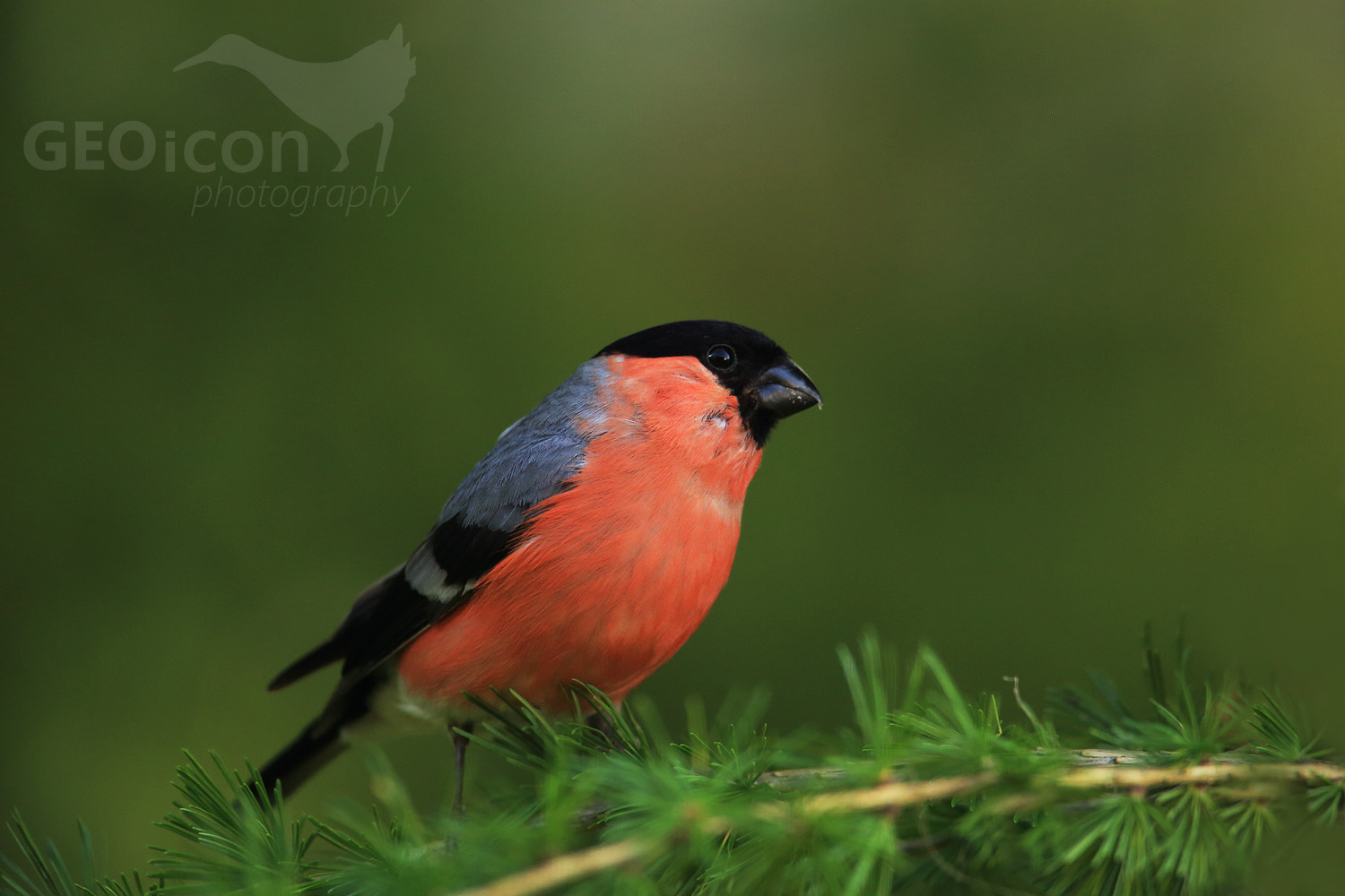 Bullfinch / hýl obecný (Pyrrhula pyrrhula)