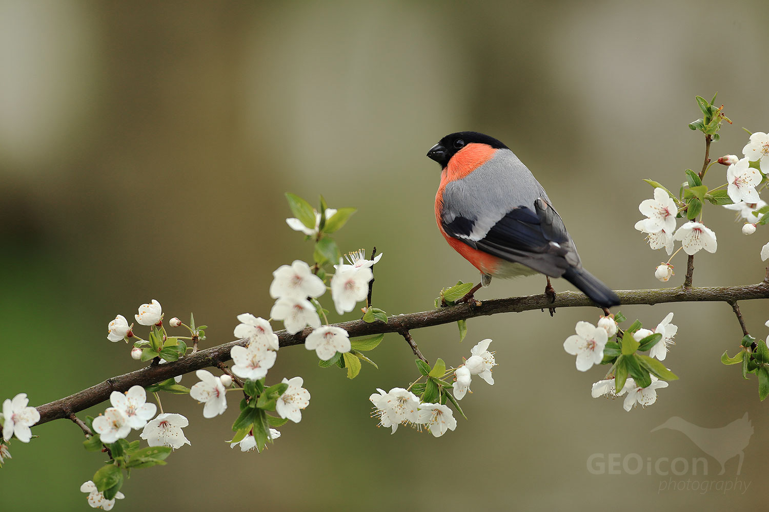 Bullfinch / hýl obecný (Pyrrhula pyrrhula)