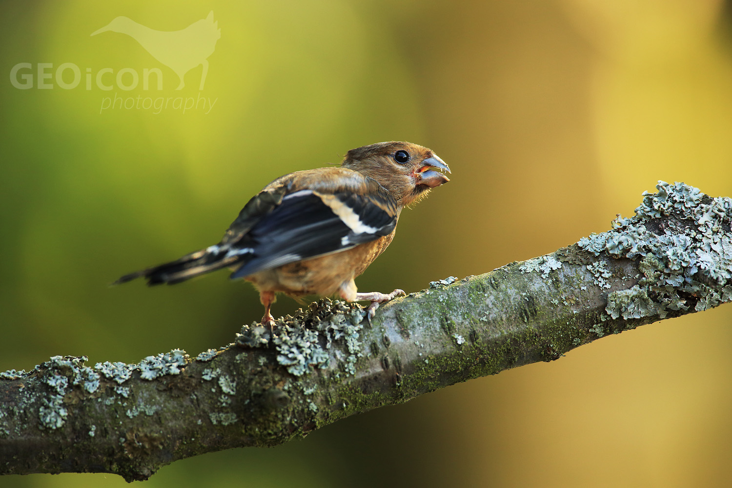 Bullfinch / hýl obecný (Pyrrhula pyrrhula)