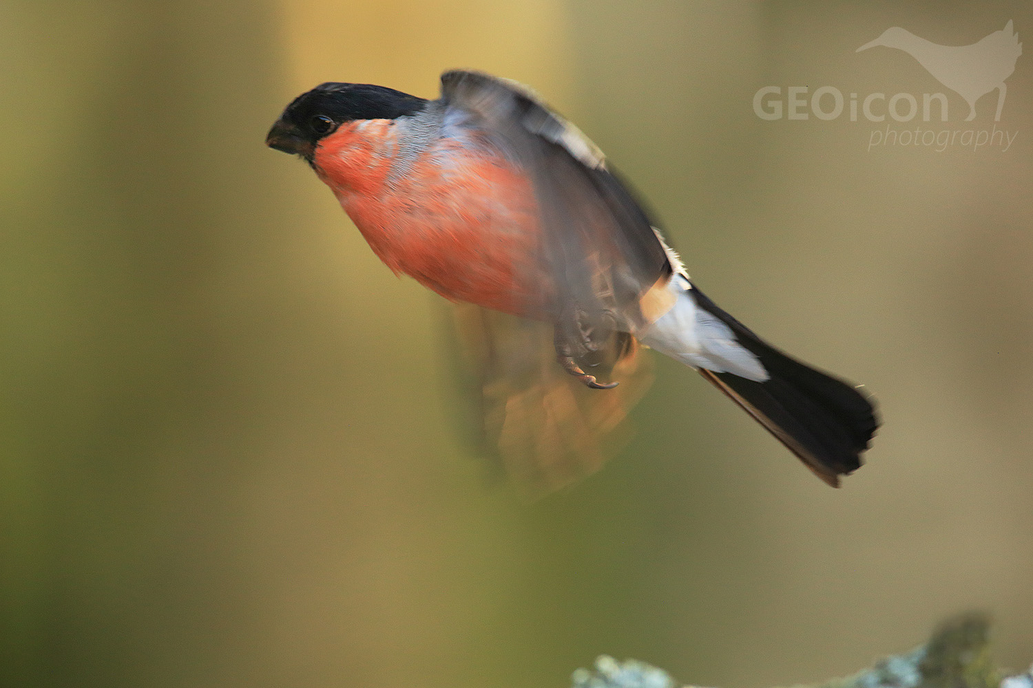 Bullfinch / hýl obecný (Pyrrhula pyrrhula)