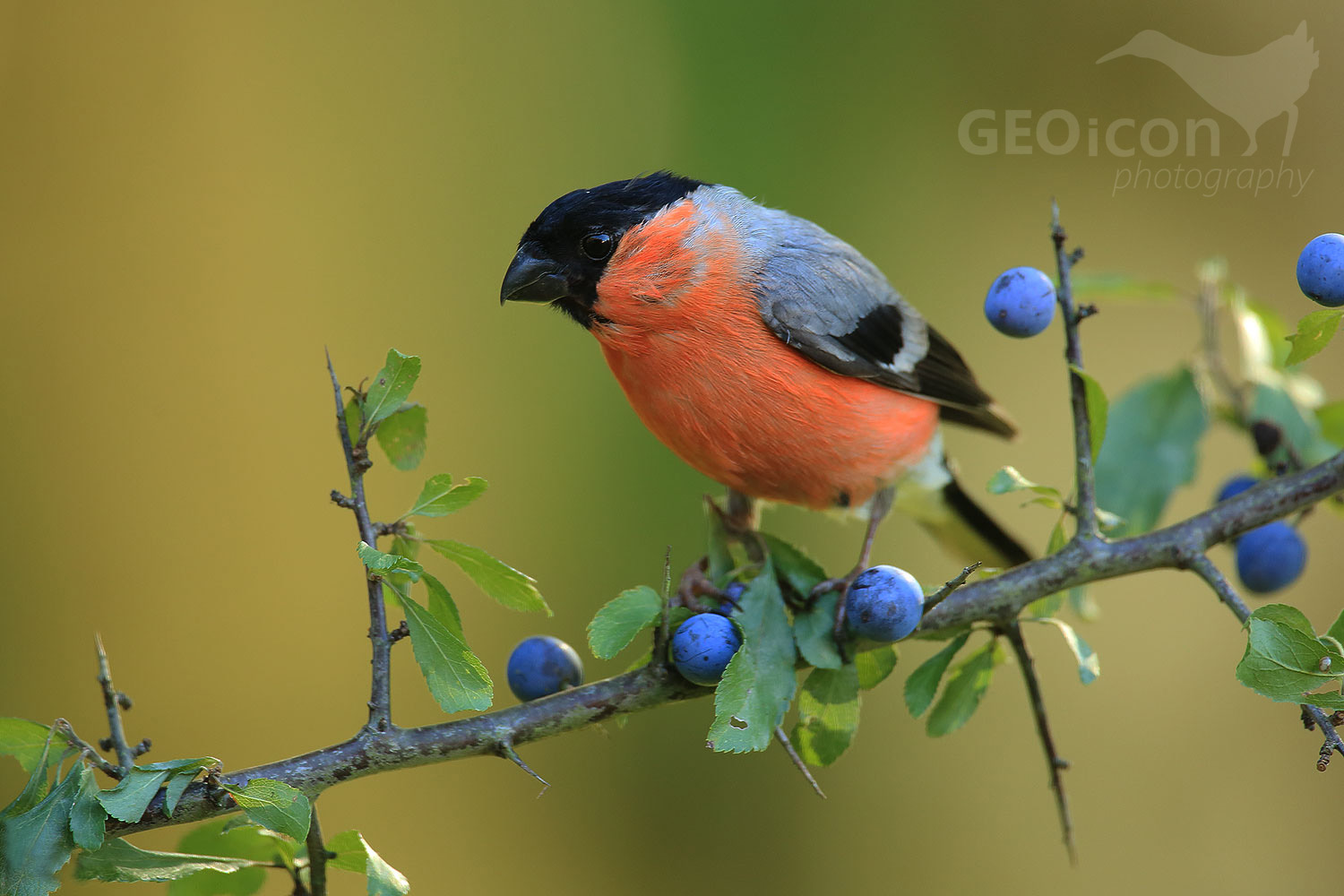 Bullfinch / hýl obecný (Pyrrhula pyrrhula)