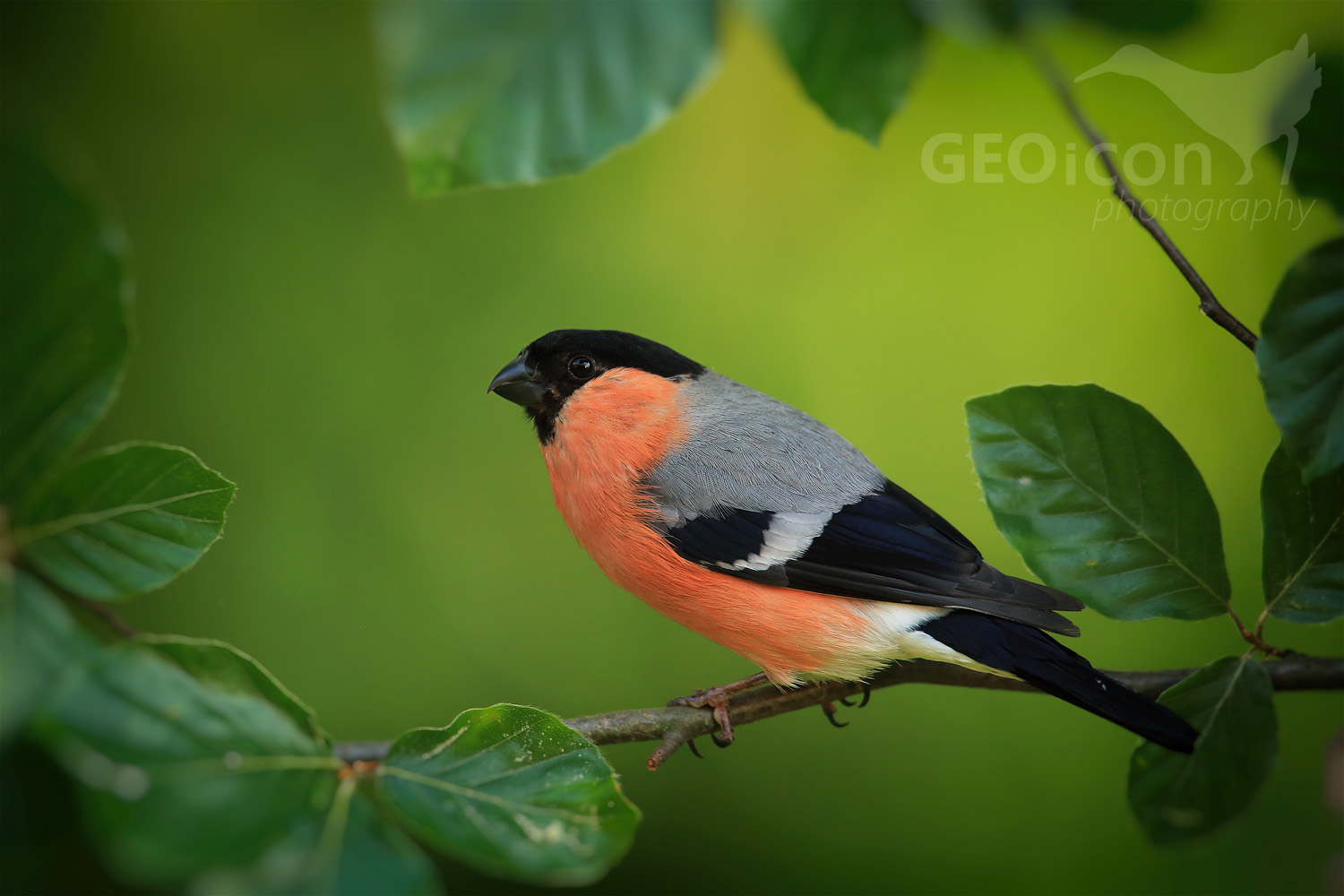 Bullfinch / hýl obecný (Pyrrhula pyrrhula)