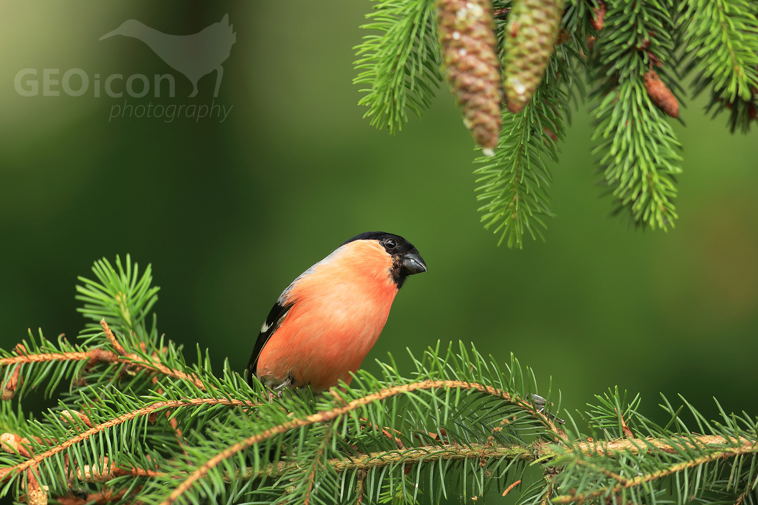 Bullfinch / hýl obecný (Pyrrhula pyrrhula)