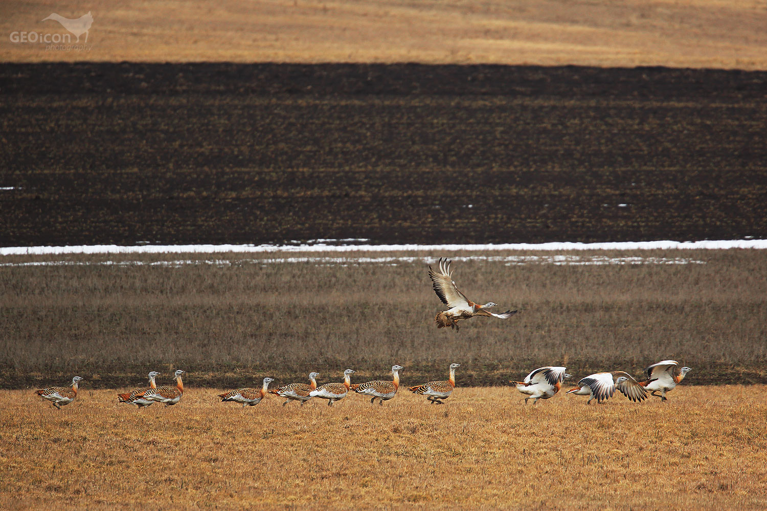 Great bustard / drop velký (Otis tarda)