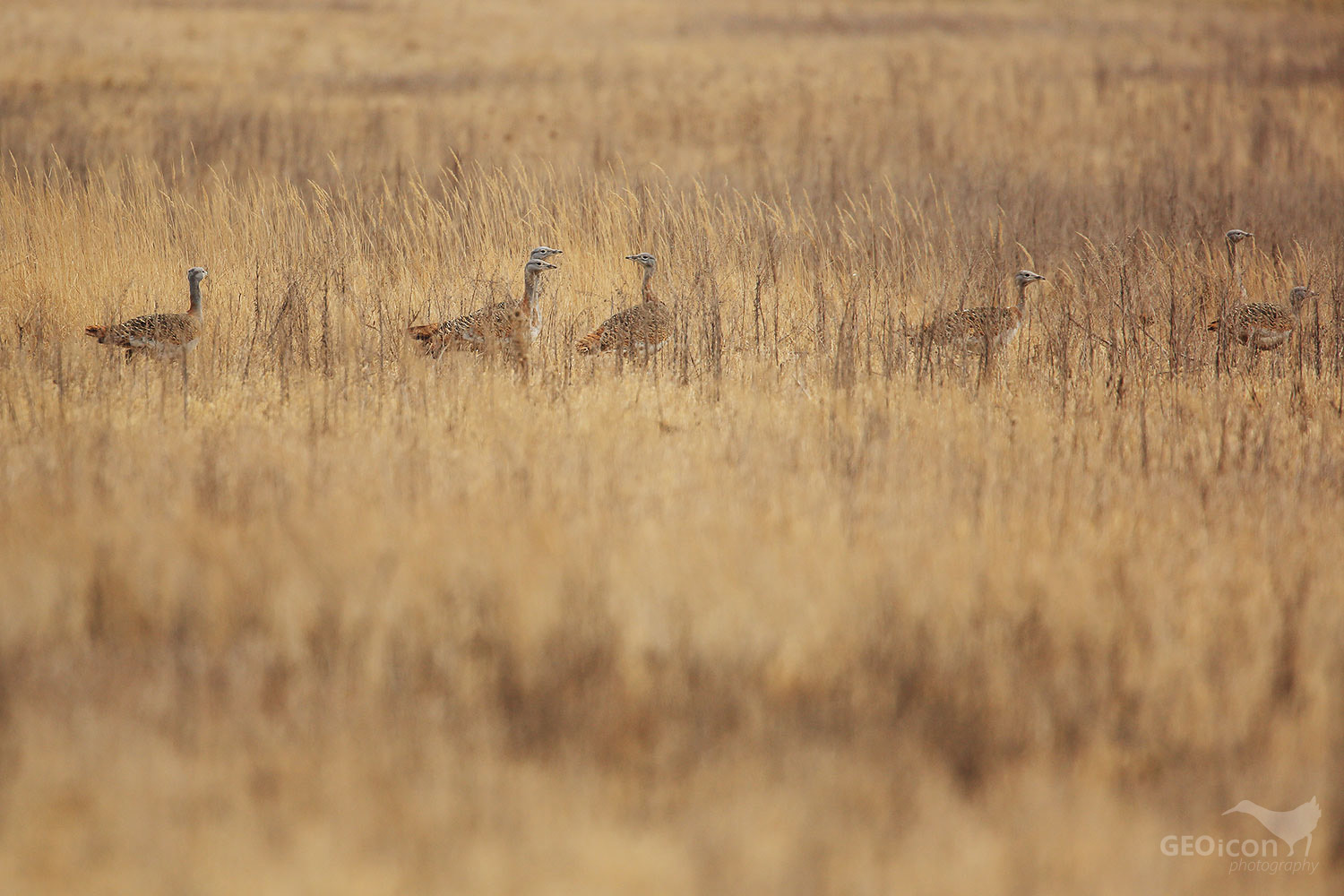 Great bustard / drop velký (Otis tarda)