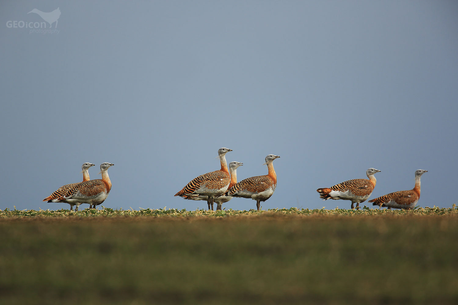 Great bustard / drop velký (Otis tarda)