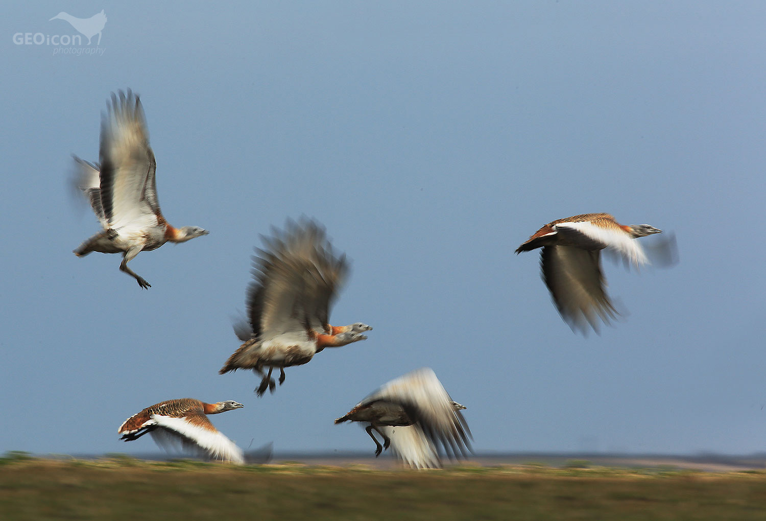Great bustard / drop velký (Otis tarda)
