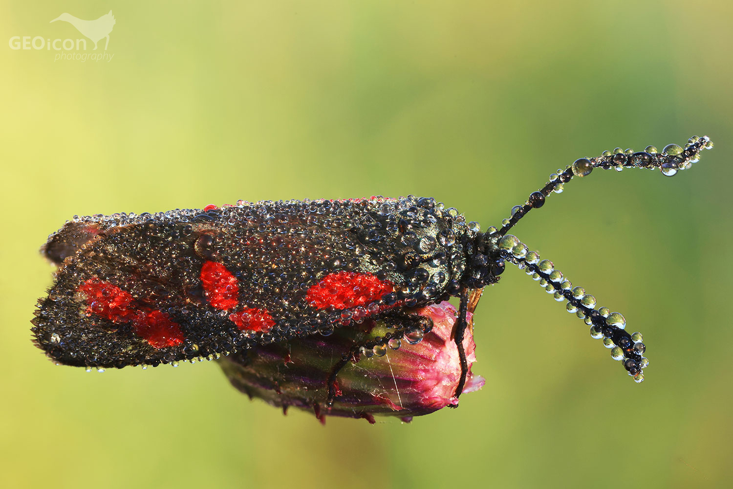 vřetenuška obecná (Zygaena filipendulae)