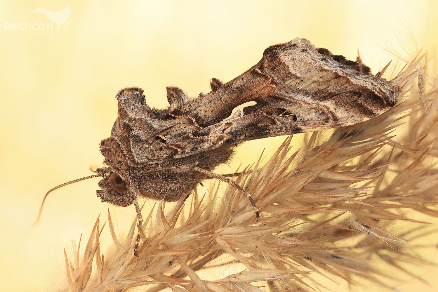 Silver Y / kovolesklec gama (Autographa gamma)