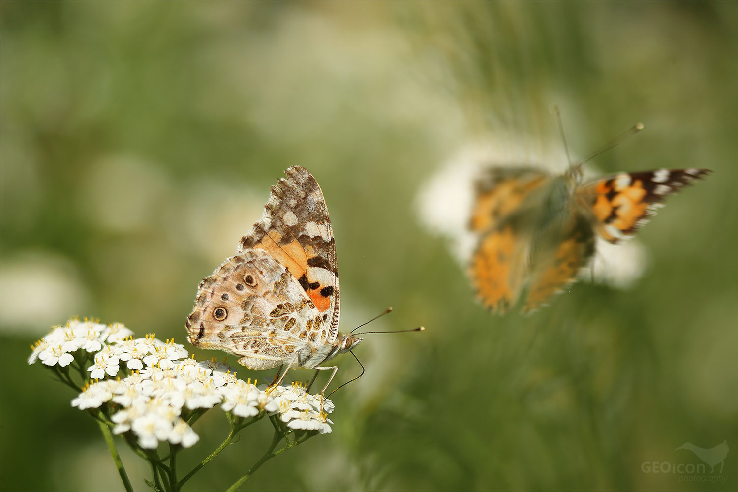 Painted lady Butterfly / babočka bodláková (Vanessa cardui)