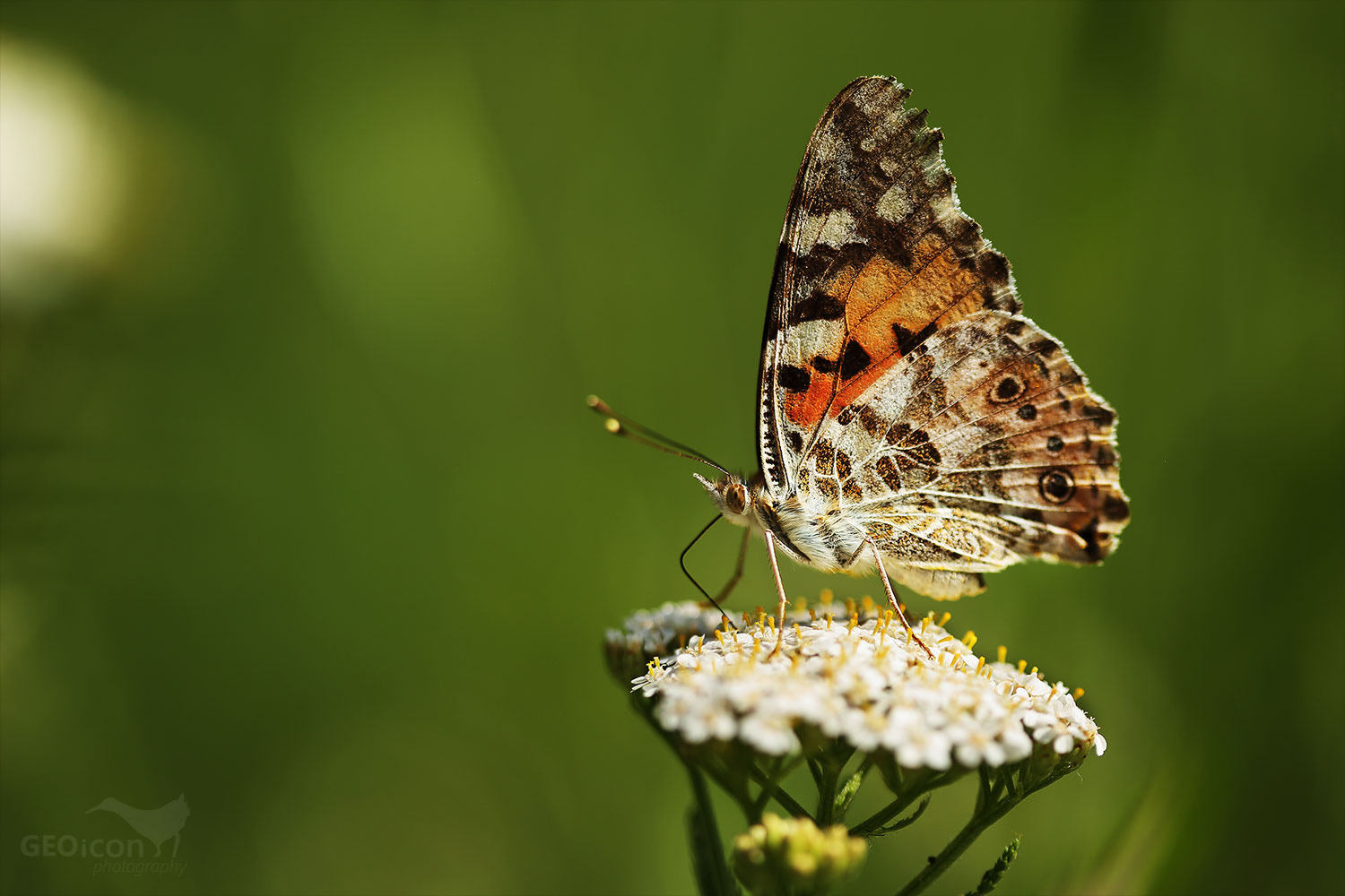 Painted lady Butterfly / babočka bodláková (Vanessa cardui)