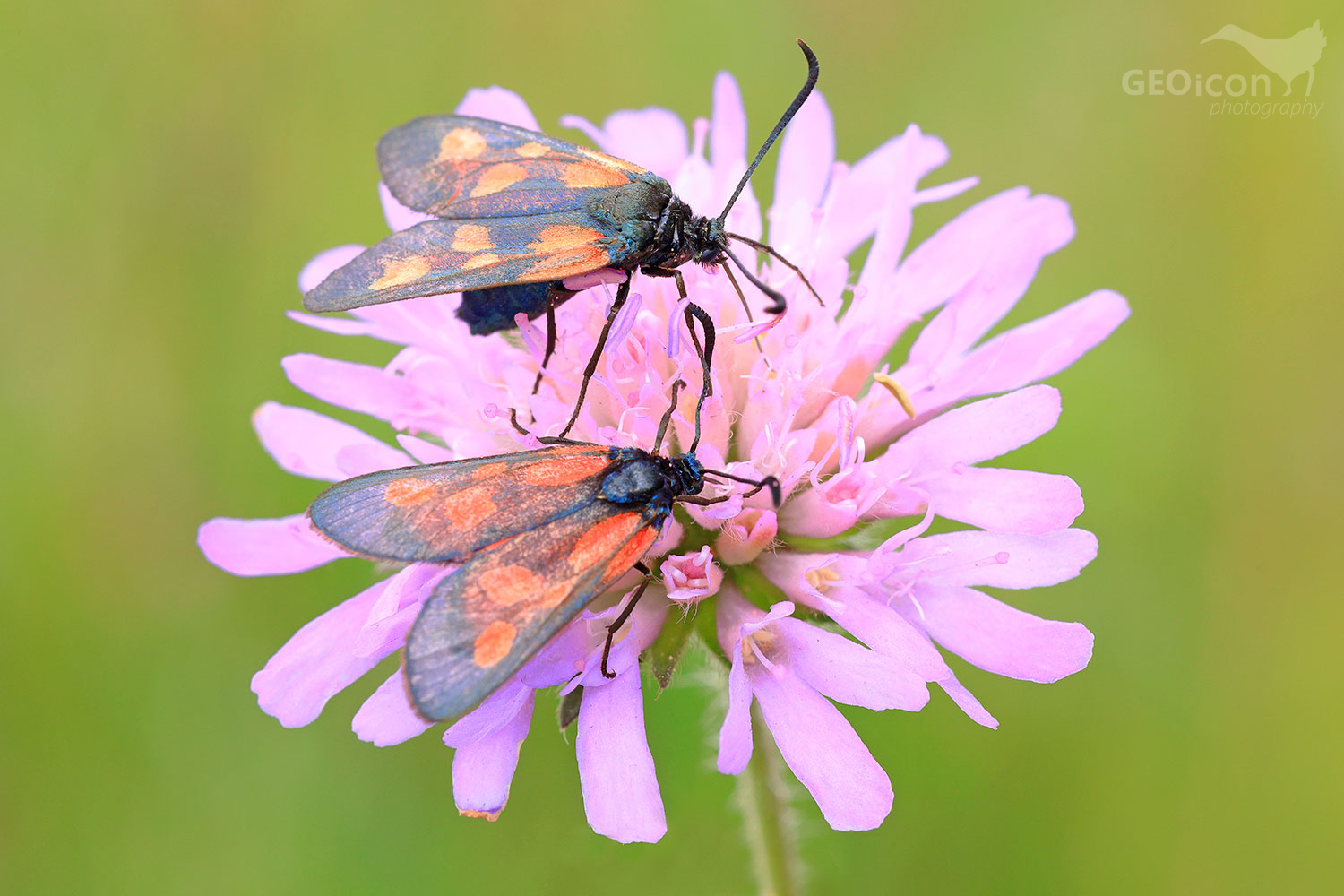 vřetenuška sp. (Zygaena)