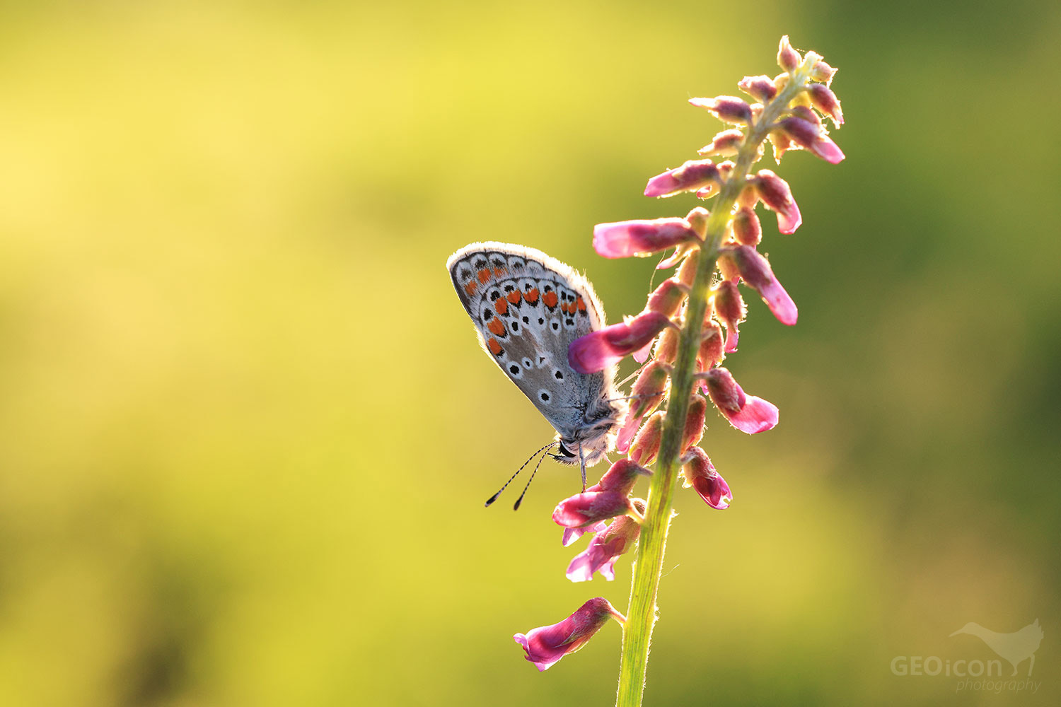 Common blue butterfly / modrásek jehlicový (Polyommatus icarus)