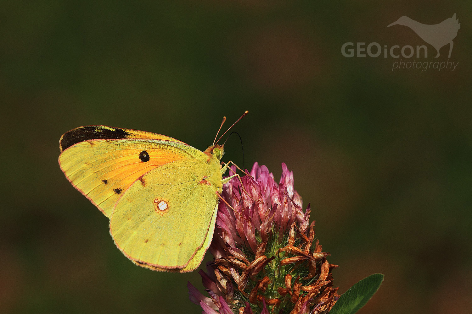 Clouded yellow / žluťásek čilimníkový (Colias crocea)
