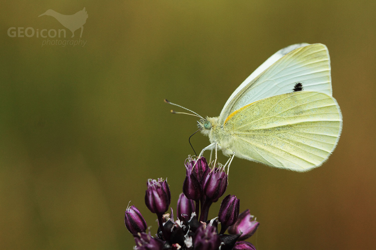 Small white / bělásek řepový (Pieris rapae)