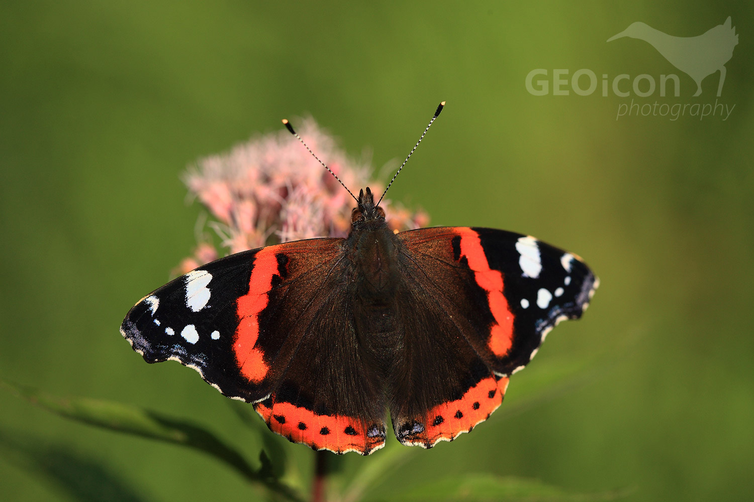 Red admiral / babočka admirál (Vanessa atalanta)
