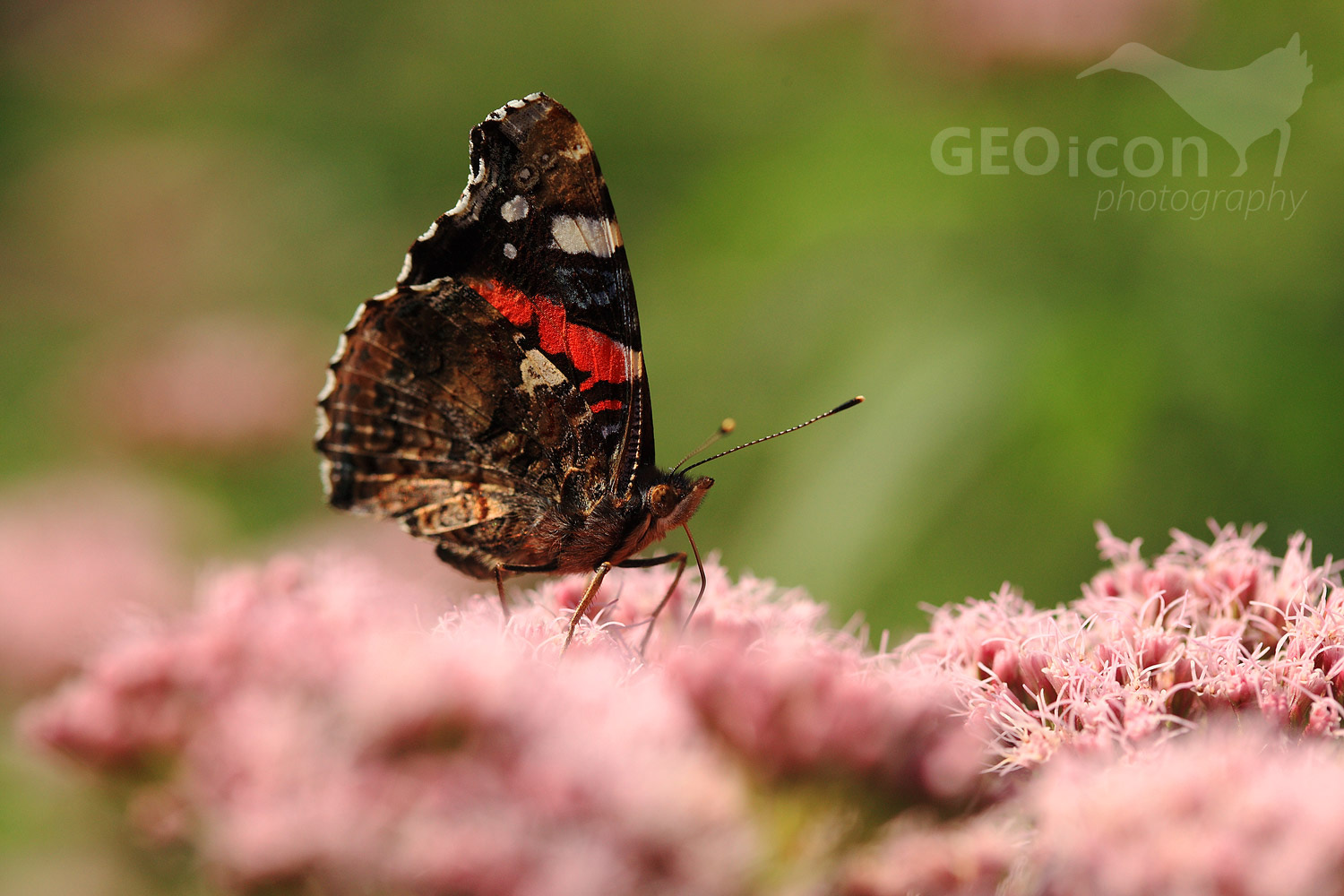 Red admiral / babočka admirál (Vanessa atalanta)