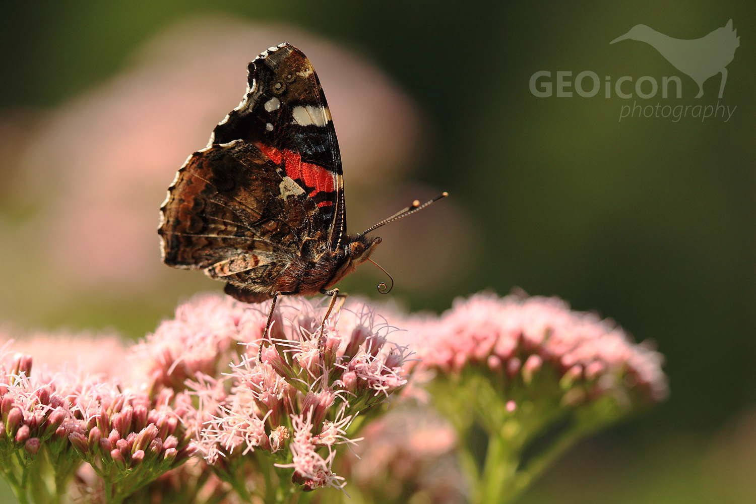 Red admiral / babočka admirál (Vanessa atalanta)