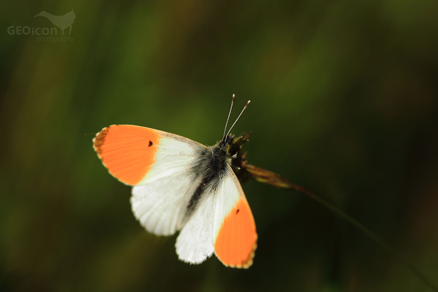 Orange tip / bělásek řeřichový (Anthocharis cardamines)