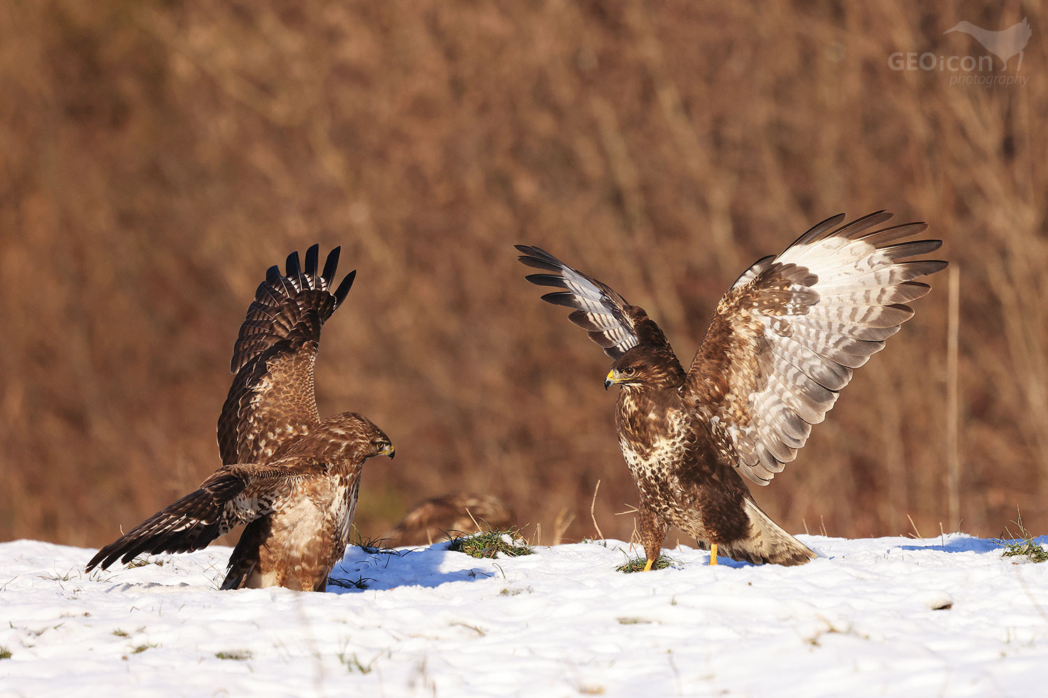Common buzzard / káně lesní (Buteo buteo)