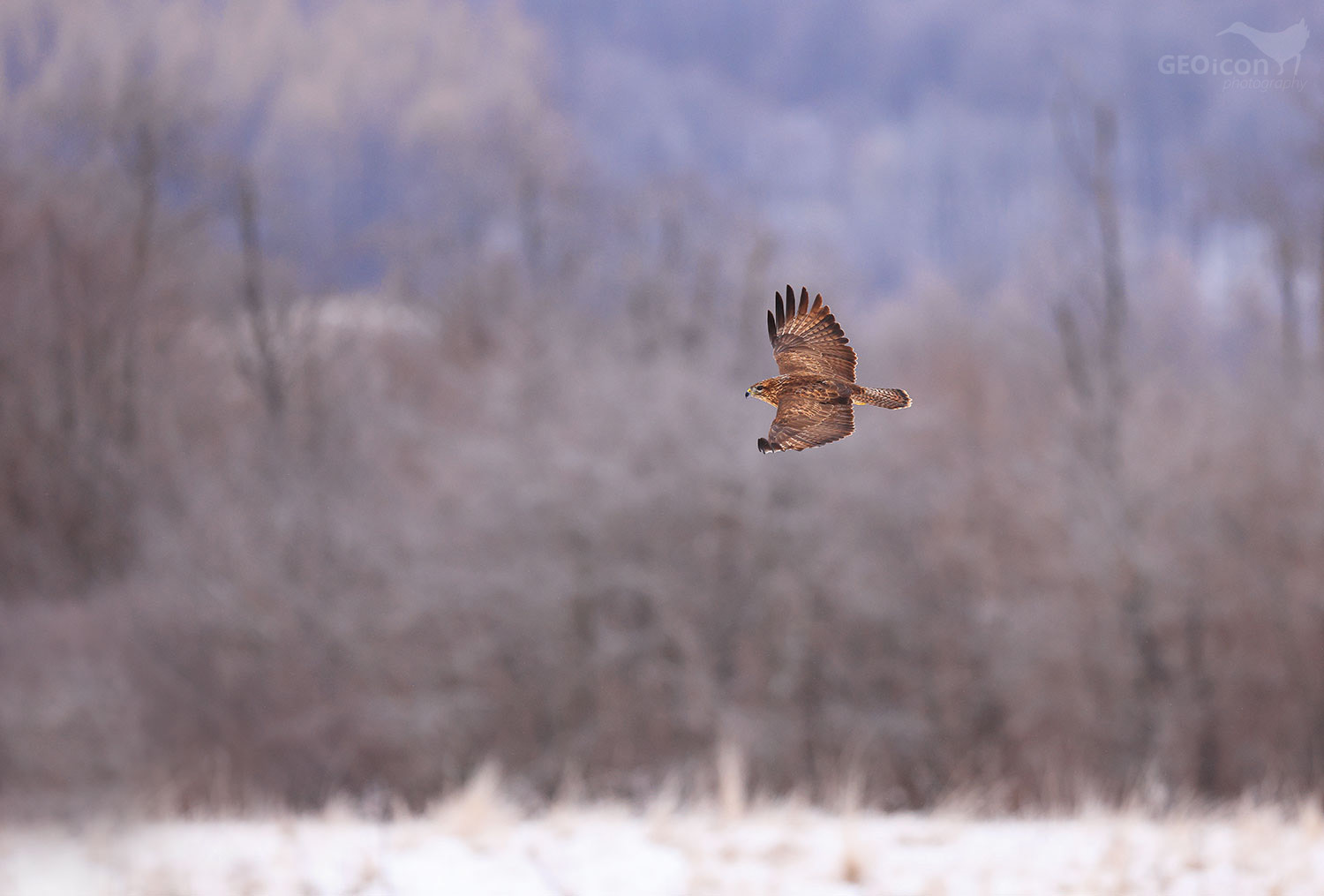 Common buzzard / káně lesní (Buteo buteo)