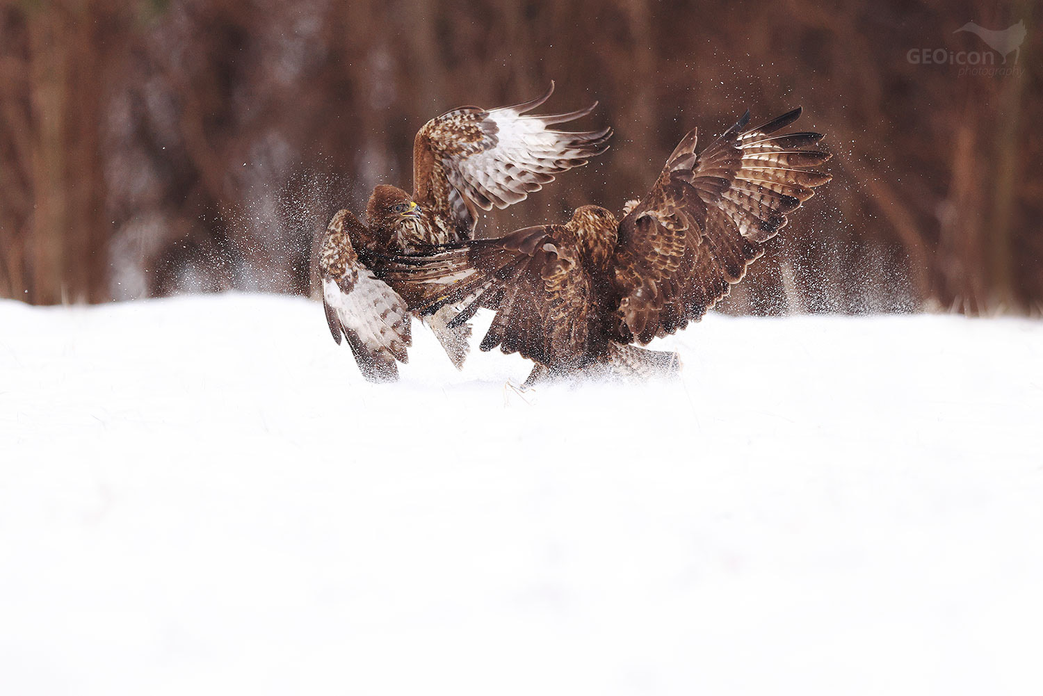 Common buzzard / káně lesní (Buteo buteo)