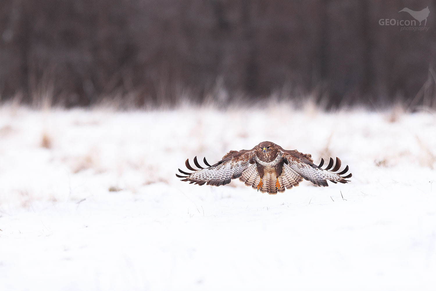 Common buzzard / káně lesní (Buteo buteo)