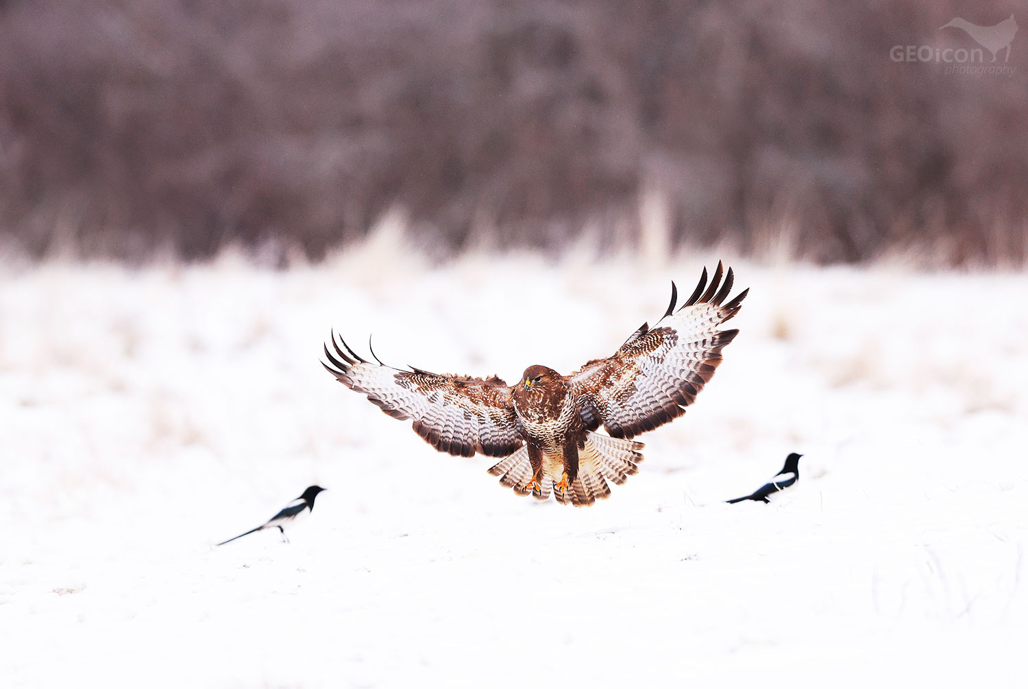 Common buzzard / káně lesní (Buteo buteo)