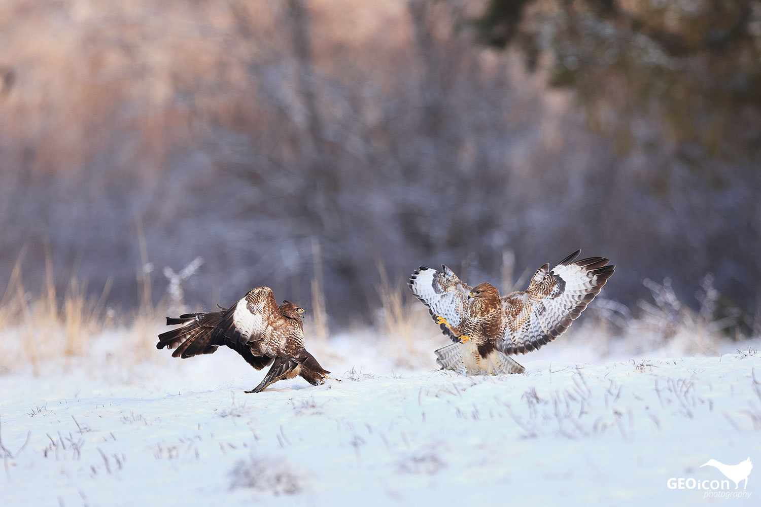 Common buzzard / káně lesní (Buteo buteo)