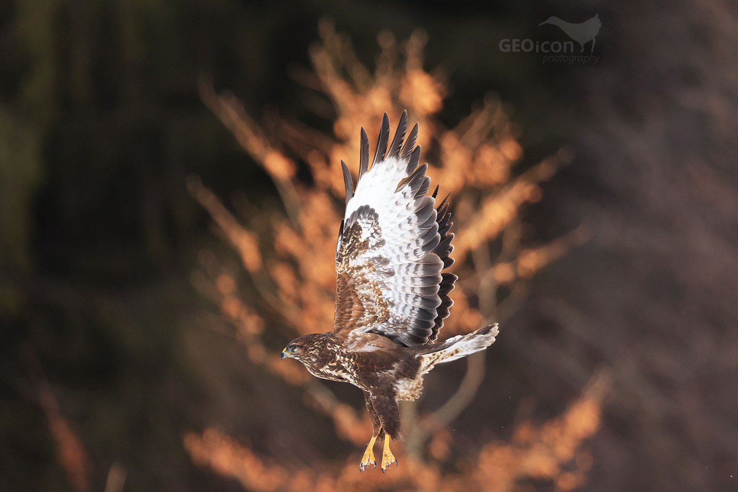 Common buzzard / káně lesní (Buteo buteo)