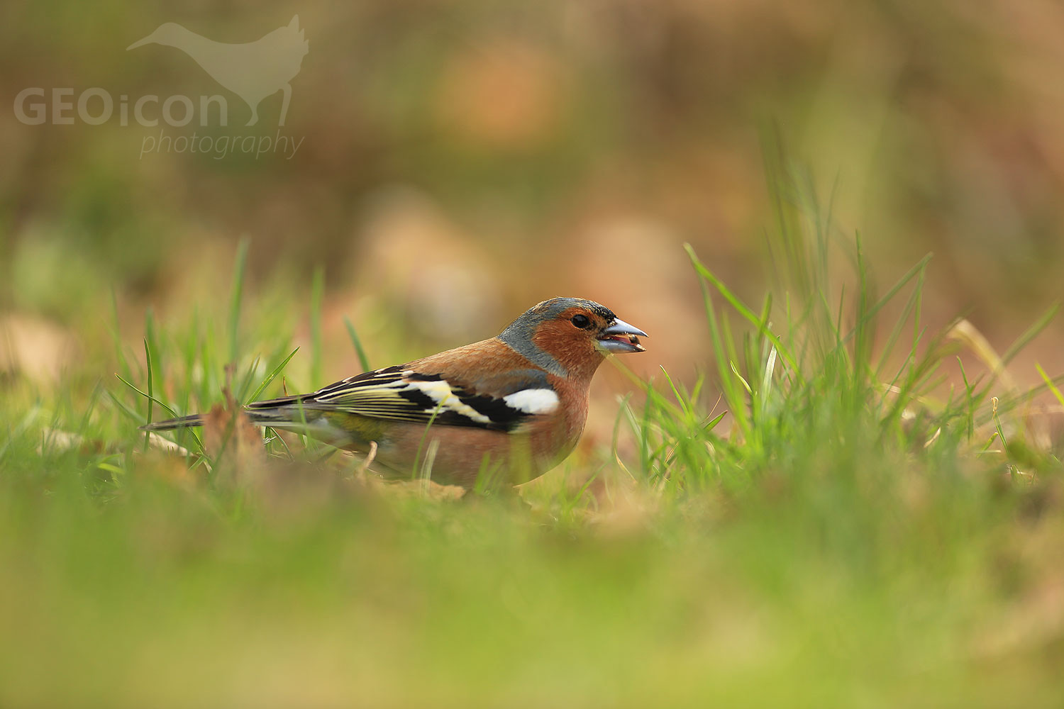Chaffinch / pěnkava obecná (Fringilla coelebs)