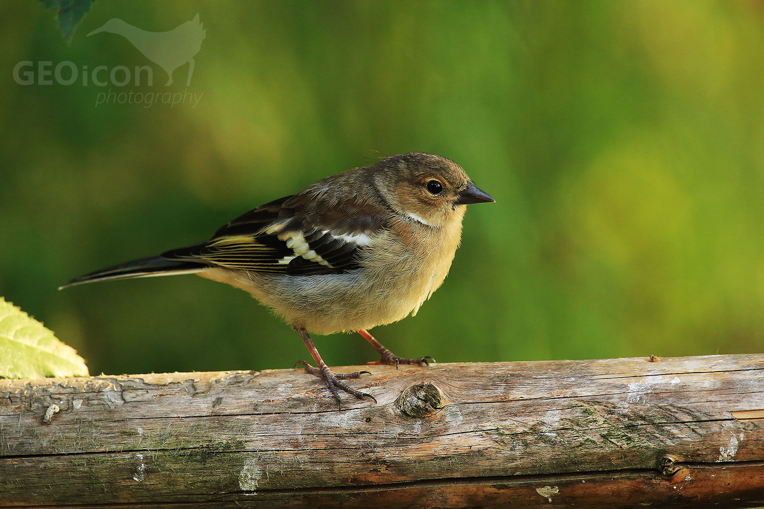 Chaffinch / pěnkava obecná (Fringilla coelebs)