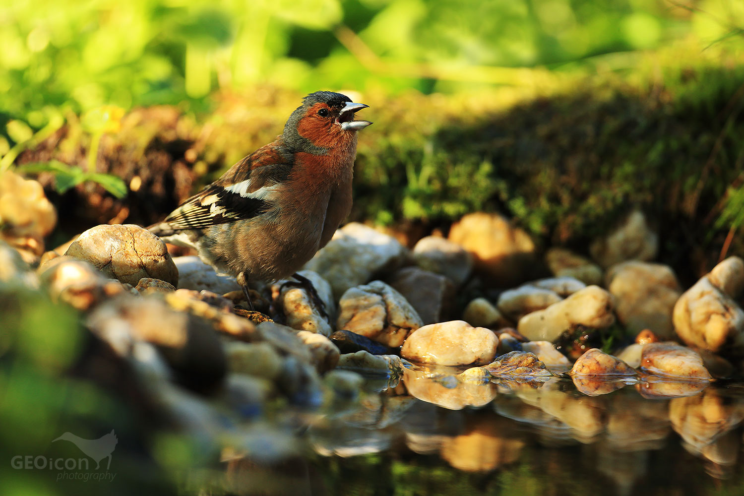 Chaffinch / pěnkava obecná (Fringilla coelebs)