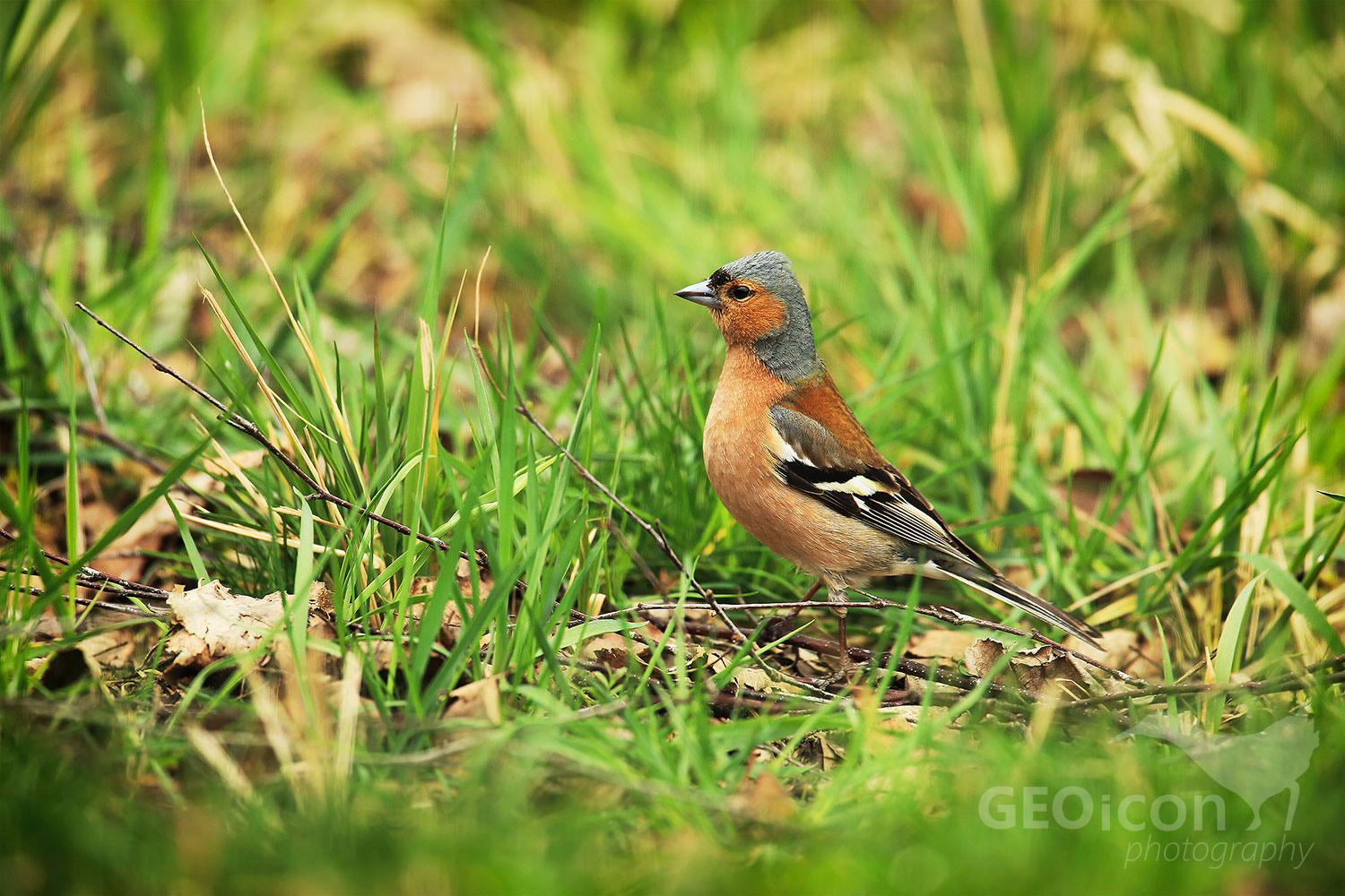 Chaffinch / pěnkava obecná (Fringilla coelebs)