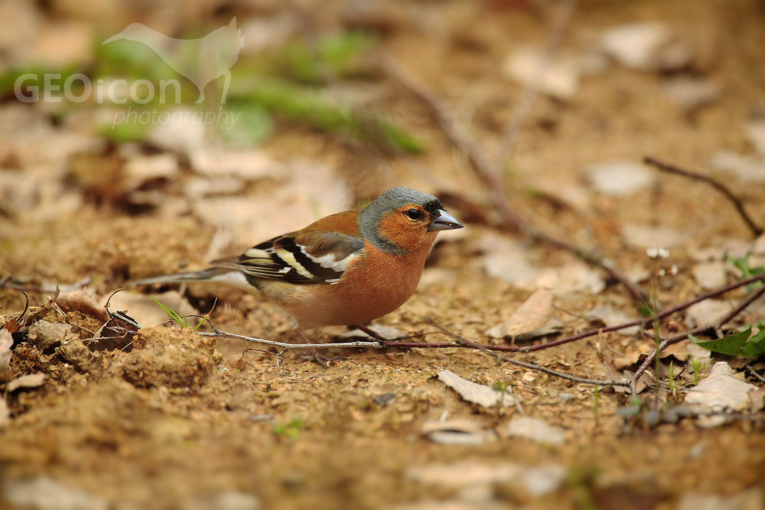 Chaffinch / pěnkava obecná (Fringilla coelebs)