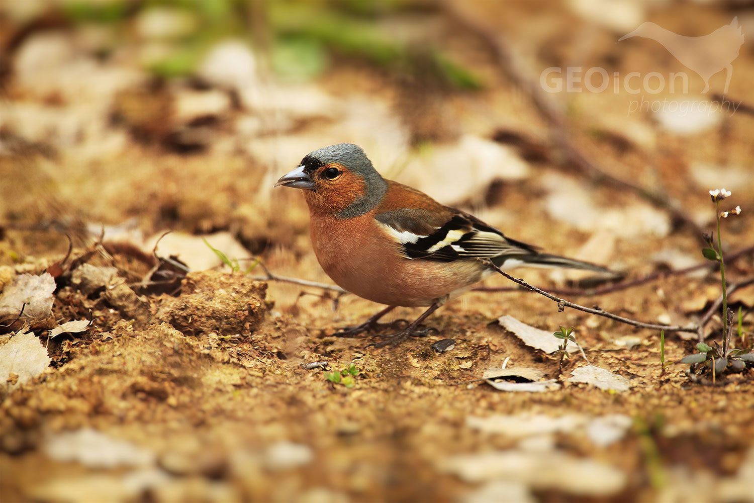 Chaffinch / pěnkava obecná (Fringilla coelebs)