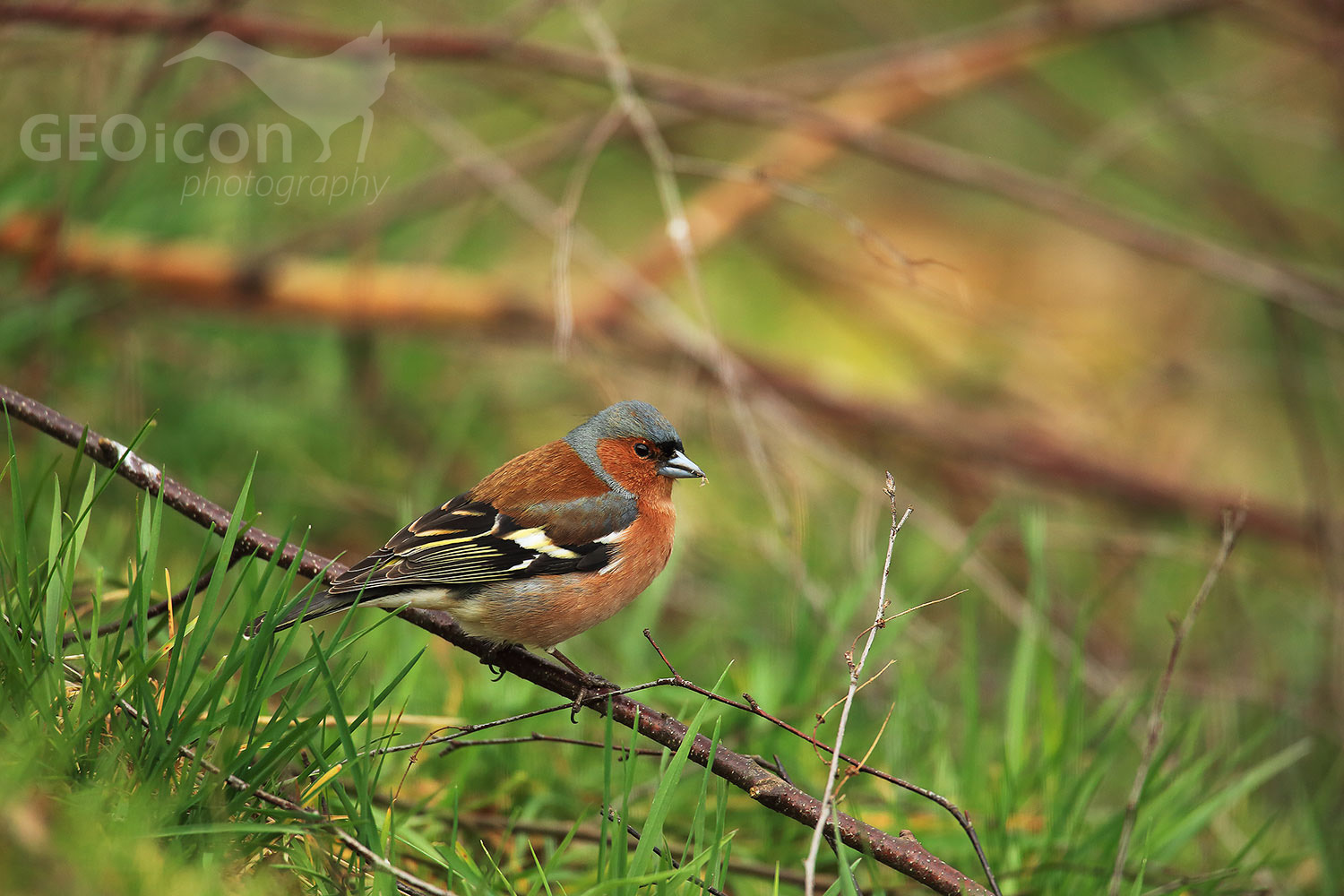 Chaffinch / pěnkava obecná (Fringilla coelebs)