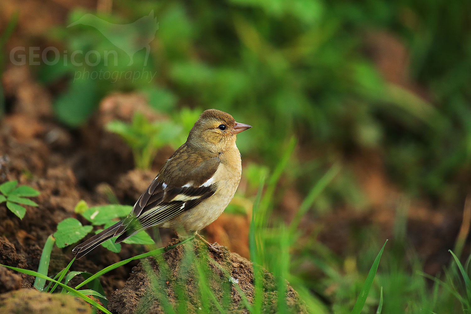 Chaffinch / pěnkava obecná (Fringilla coelebs)