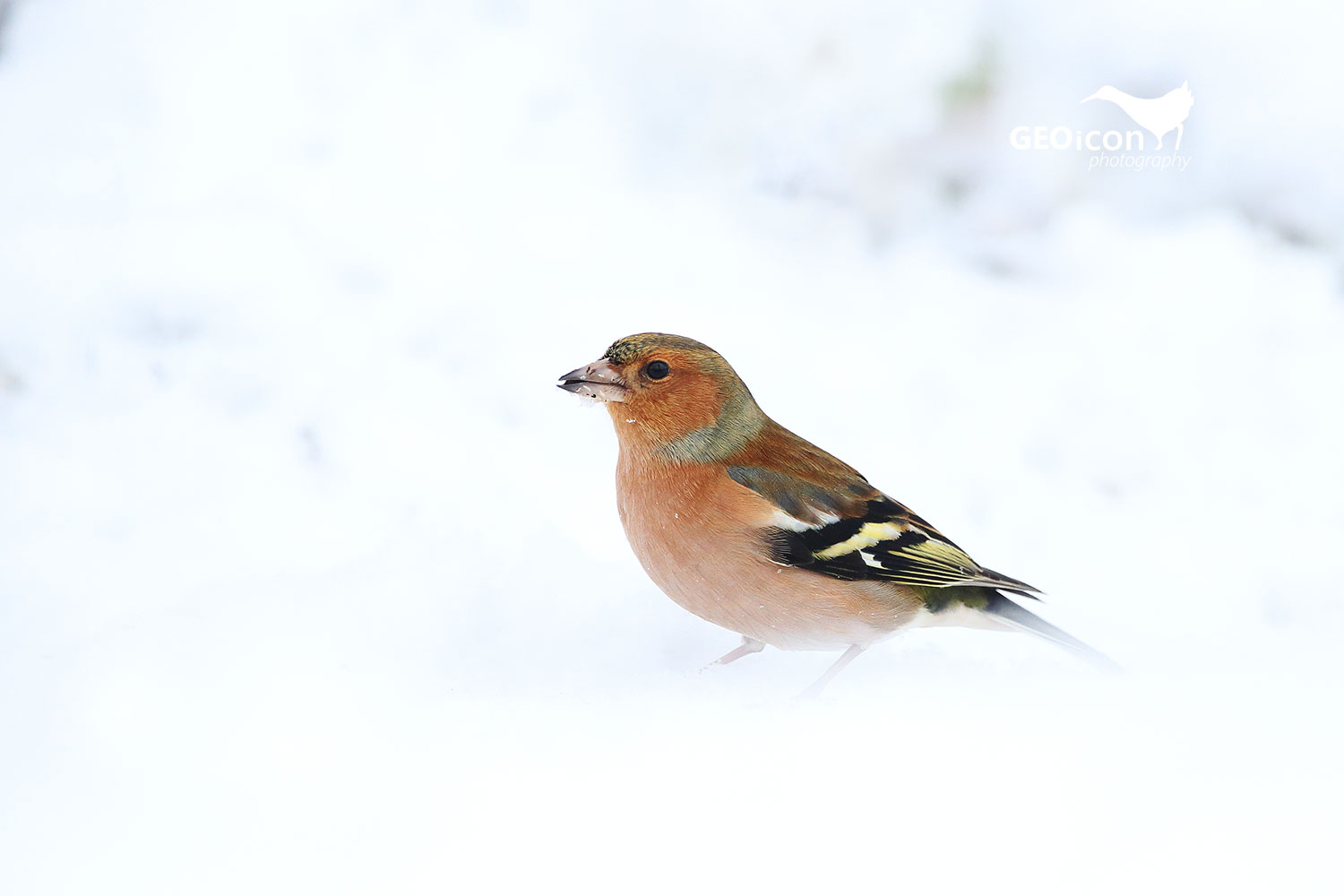 Chaffinch / pěnkava obecná (Fringilla coelebs)