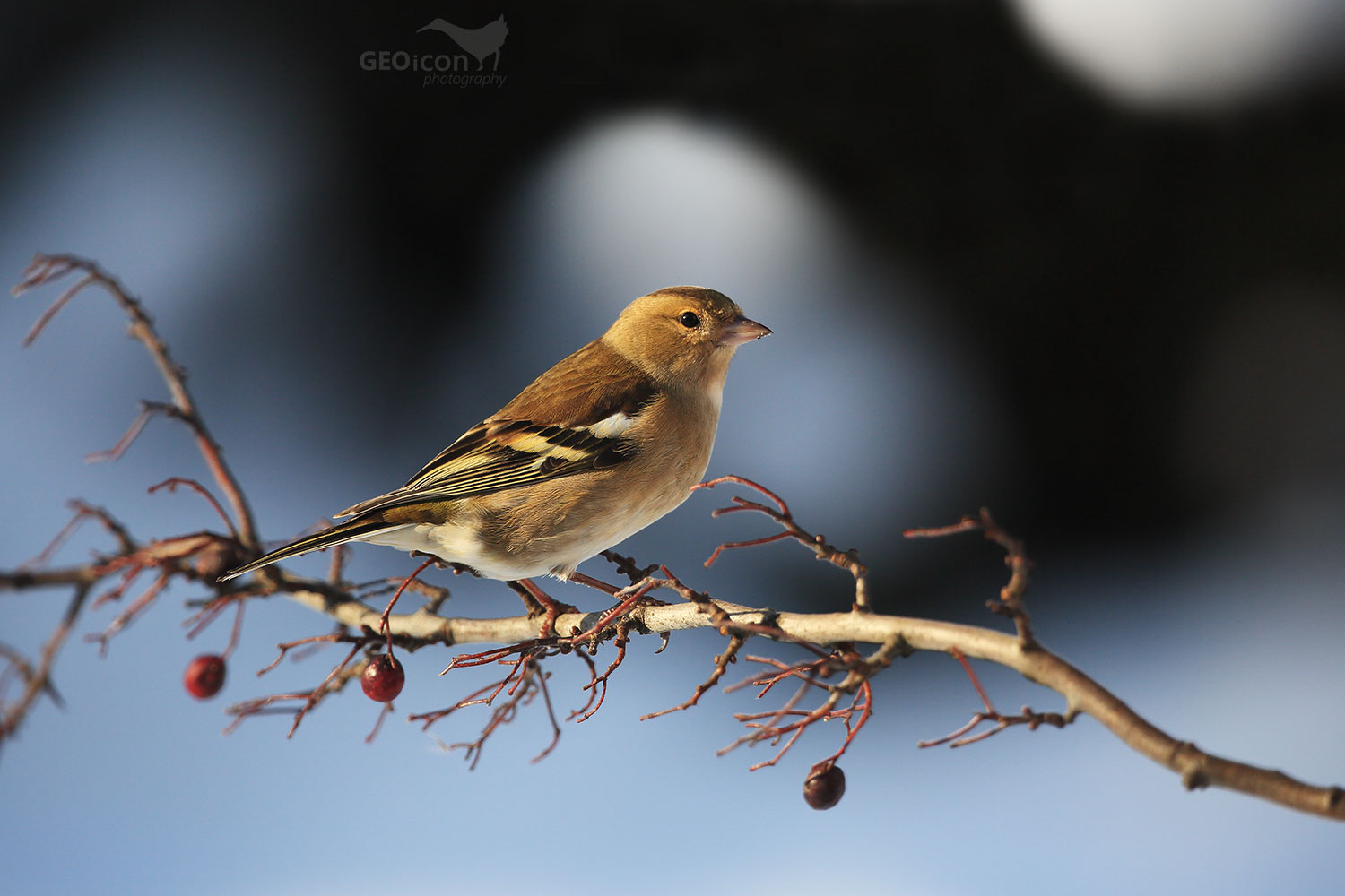 Chaffinch / pěnkava obecná (Fringilla coelebs)