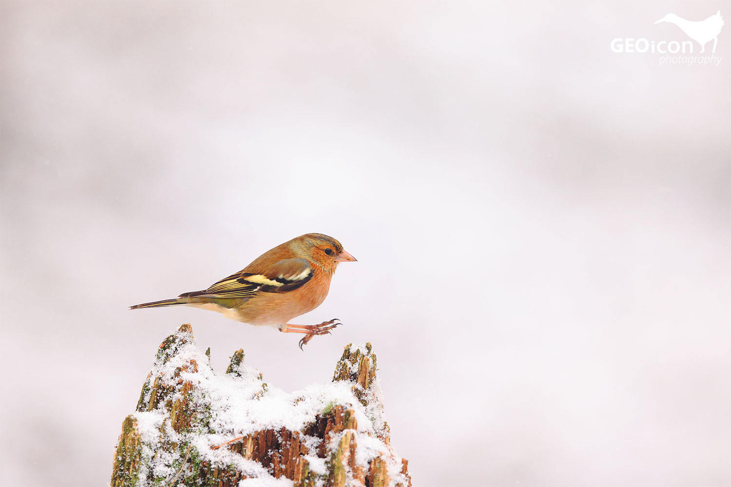 Chaffinch / pěnkava obecná (Fringilla coelebs)