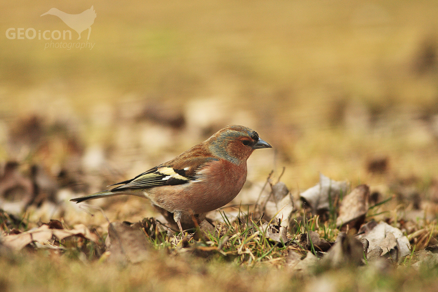 Chaffinch / pěnkava obecná (Fringilla coelebs)