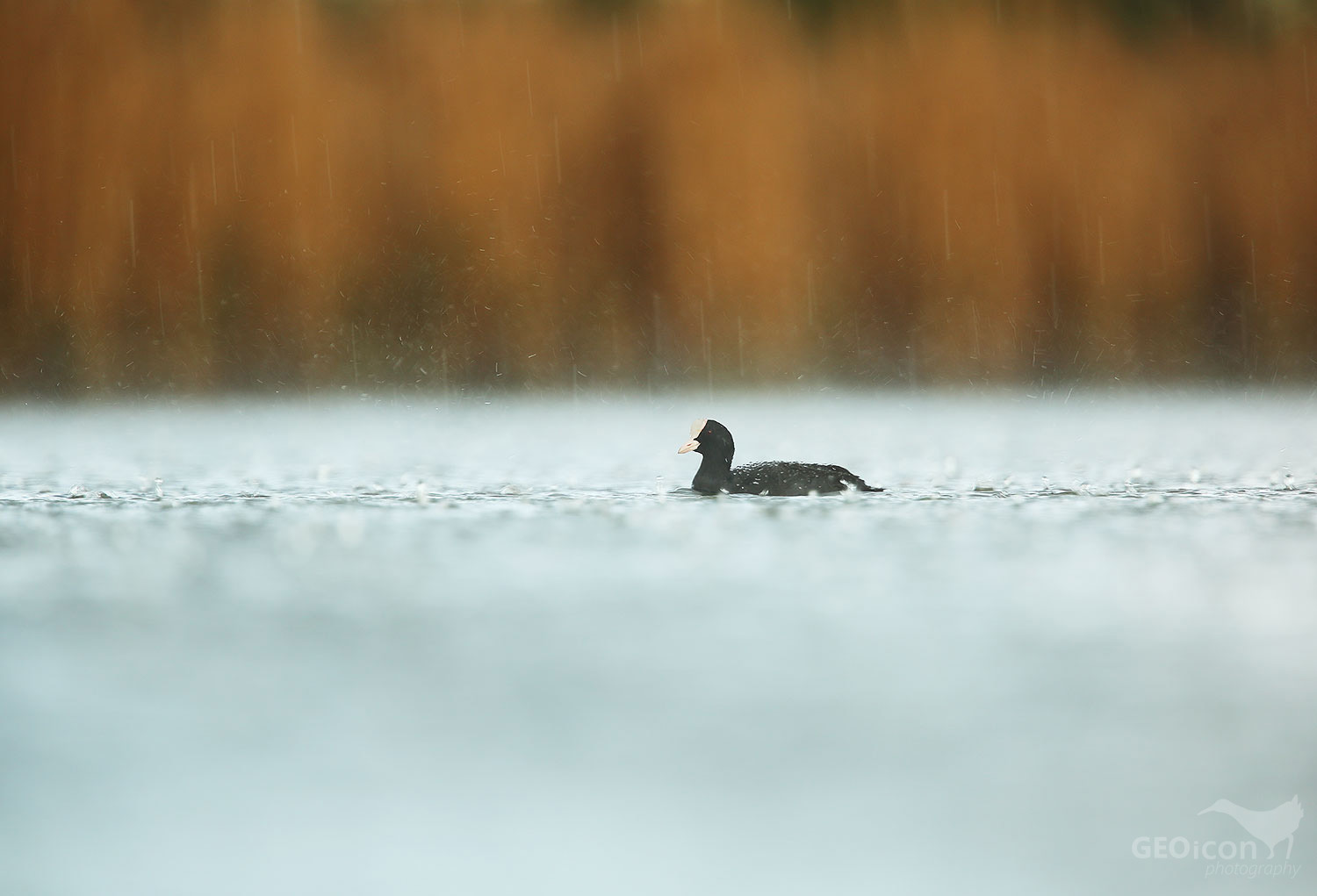 Coot / lyska černá (Fulica atra)