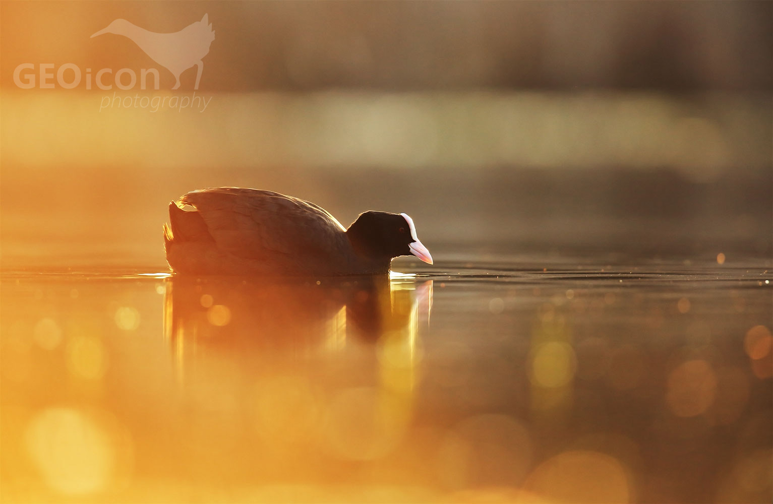 Coot / lyska černá (Fulica atra)