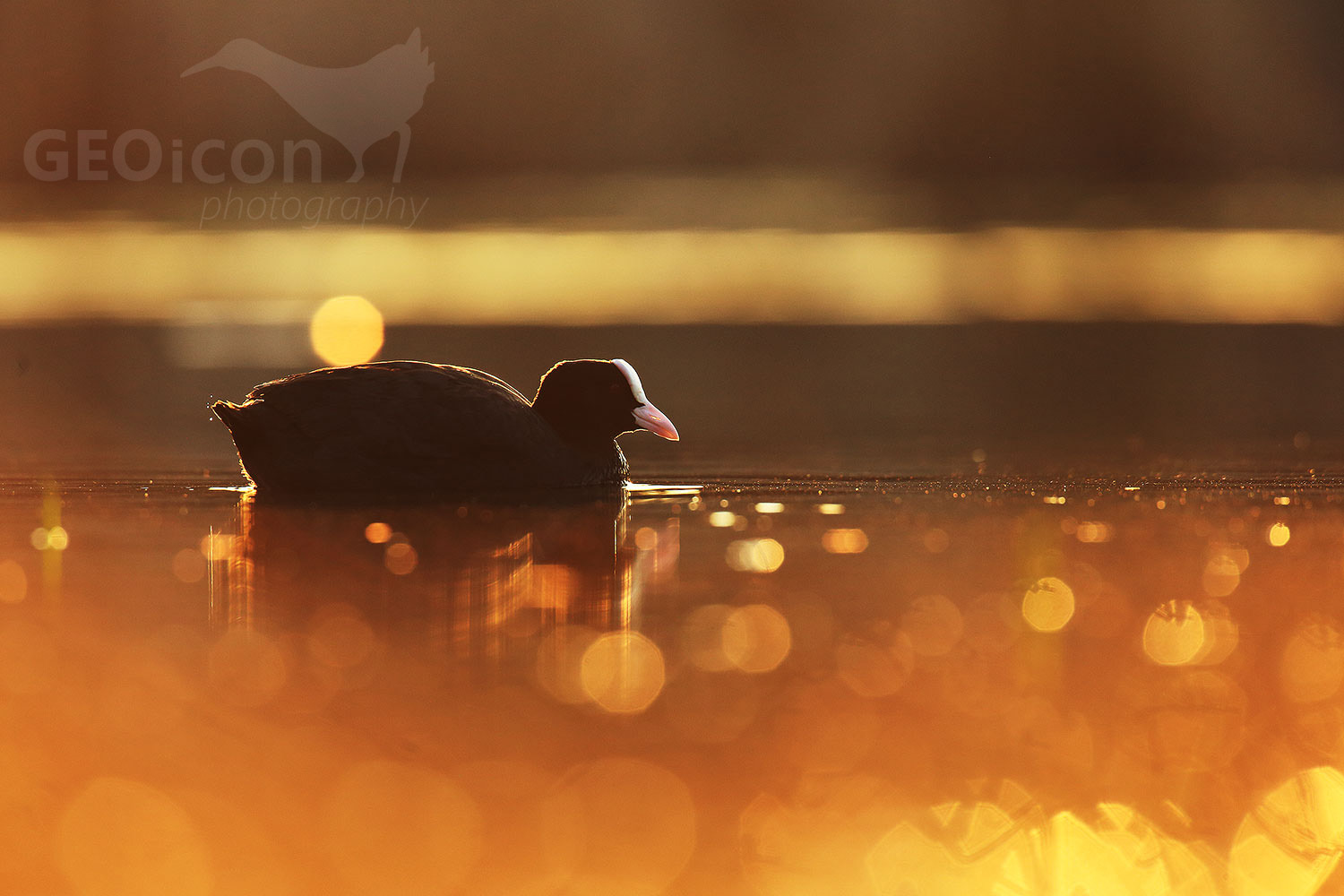 Coot / lyska černá (Fulica atra)