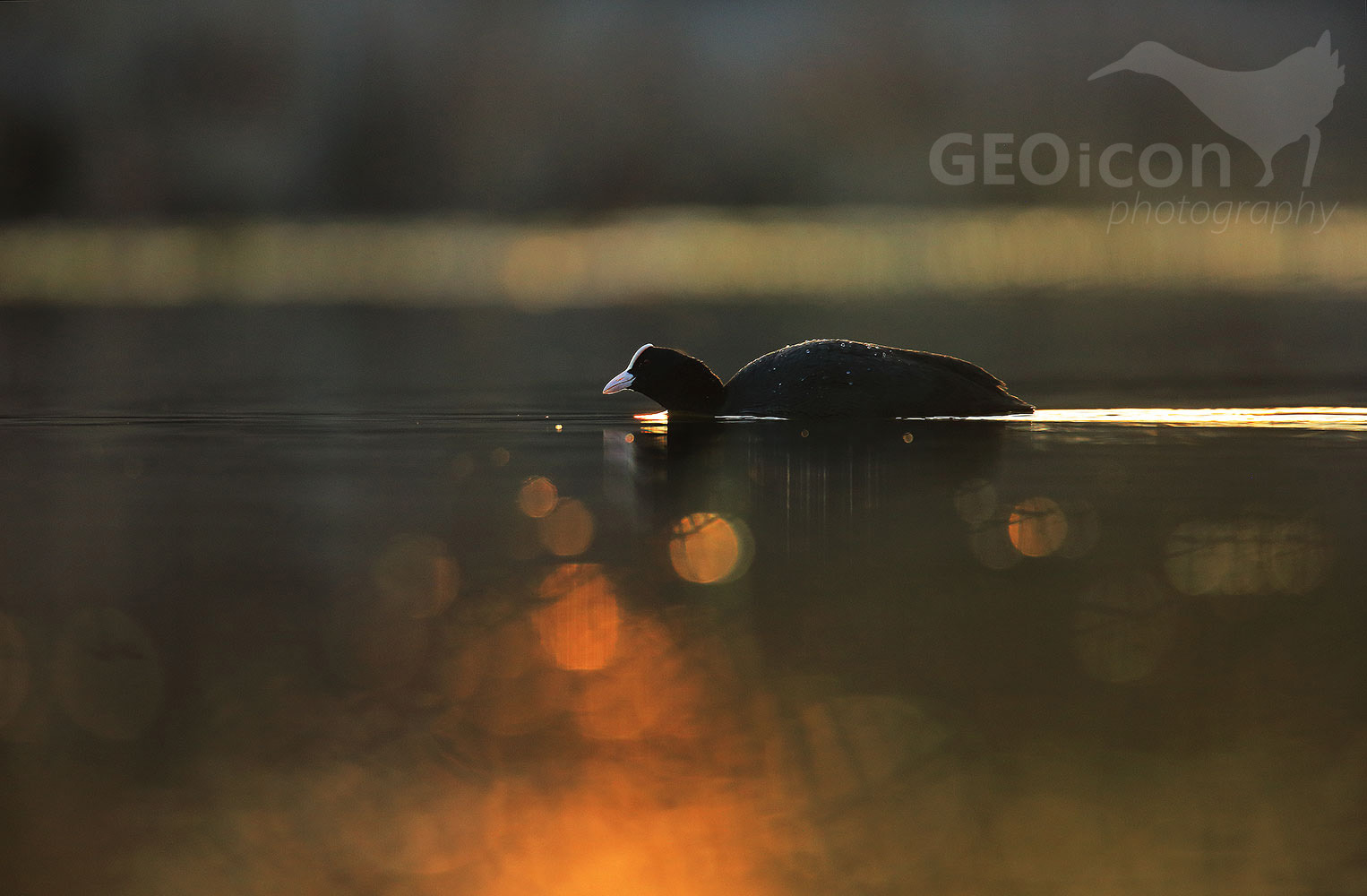 Coot / lyska černá (Fulica atra)