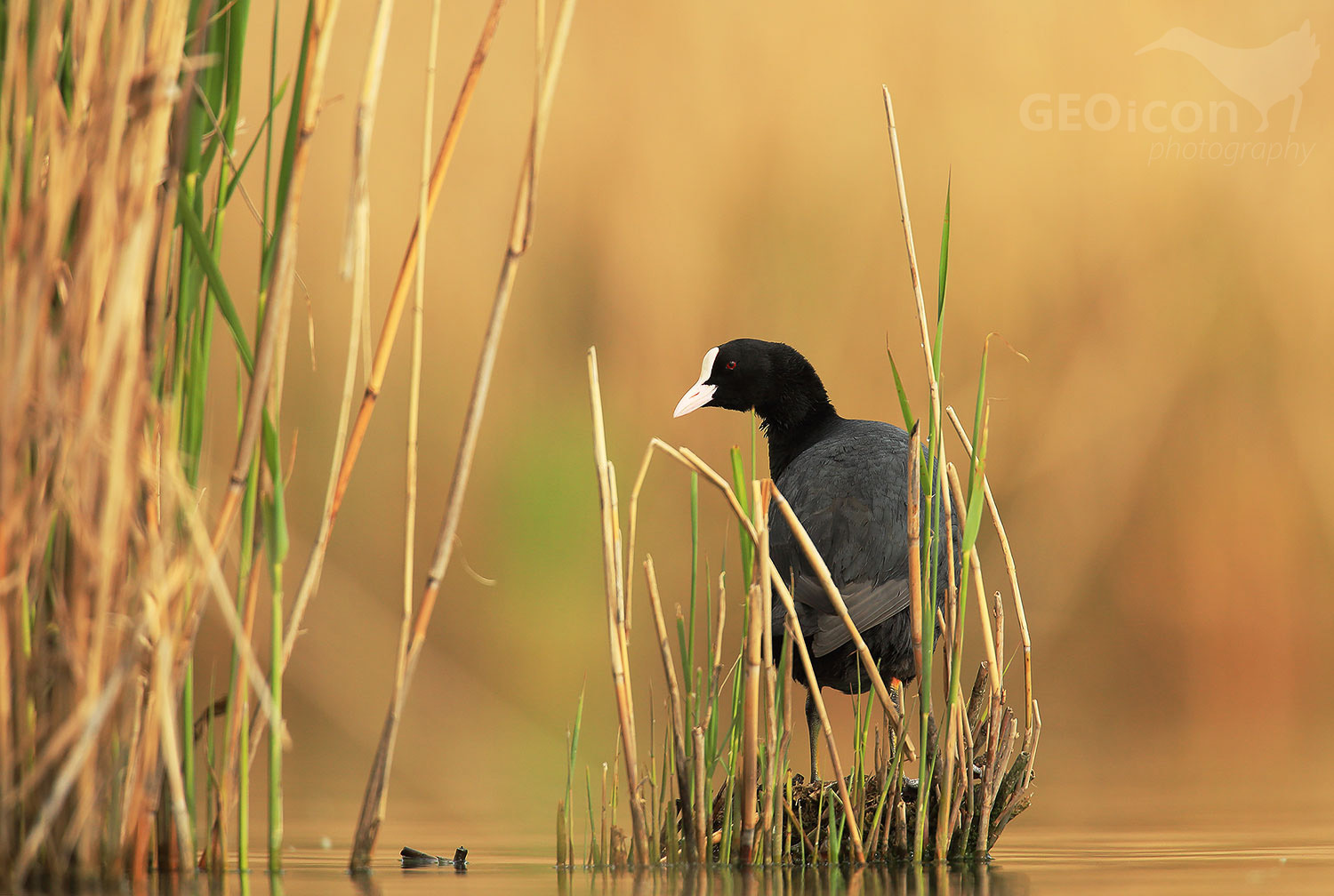 Coot / lyska černá (Fulica atra)