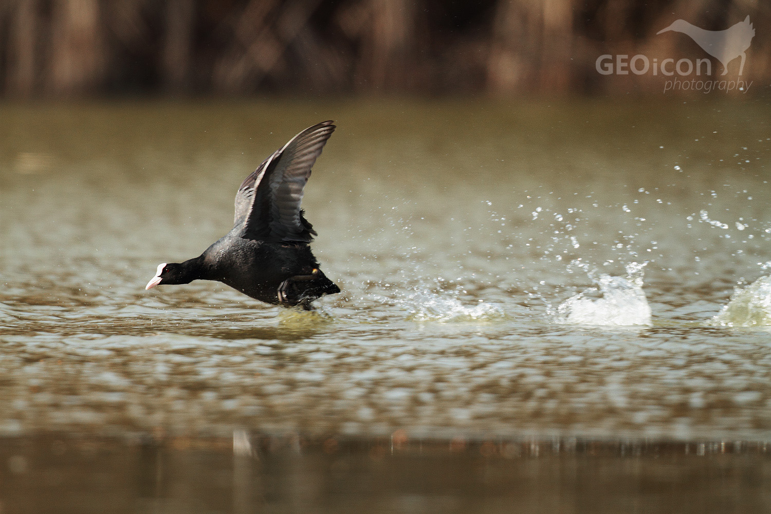 Coot / lyska černá (Fulica atra)