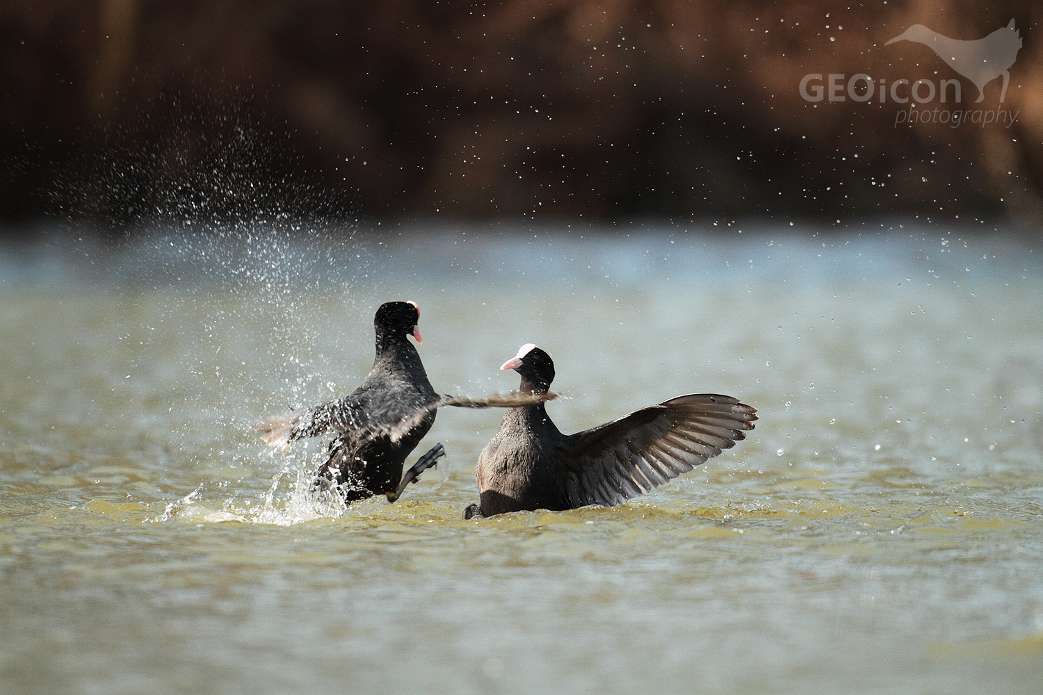 Coot / lyska černá (Fulica atra)