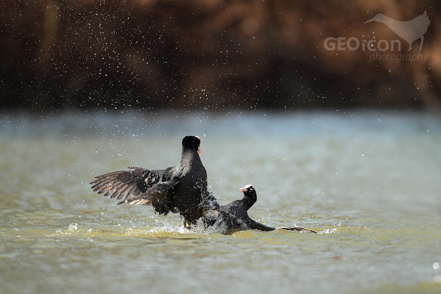Coot / lyska černá (Fulica atra)